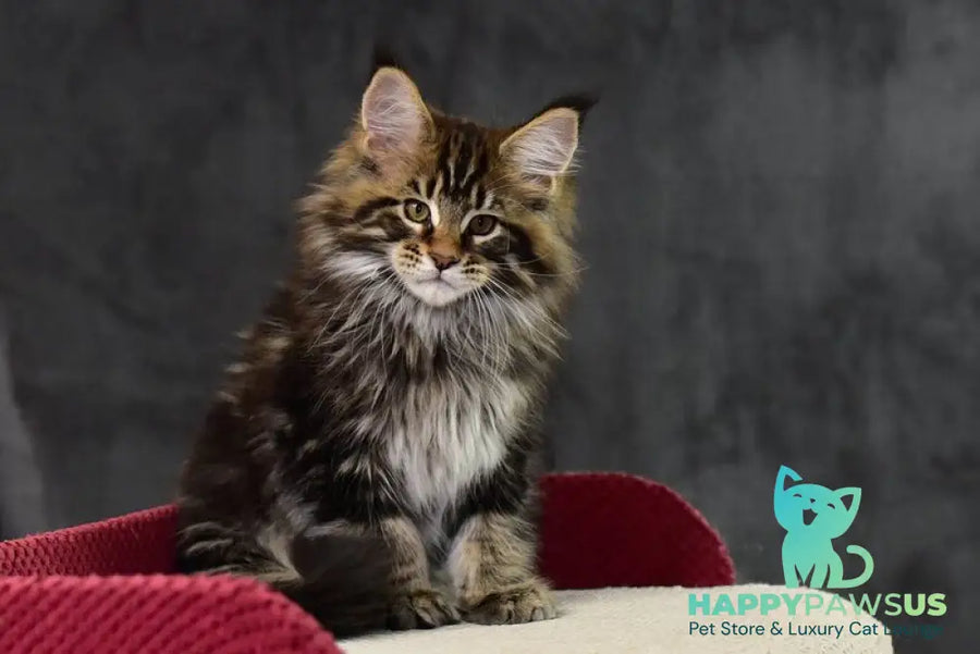 Caesar Maine Coon male black tabby - live animals