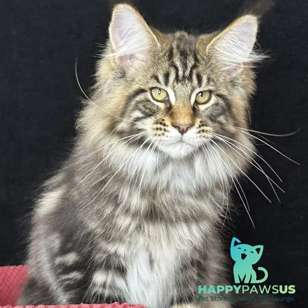 Caesar Maine Coon male black tabby - live animals