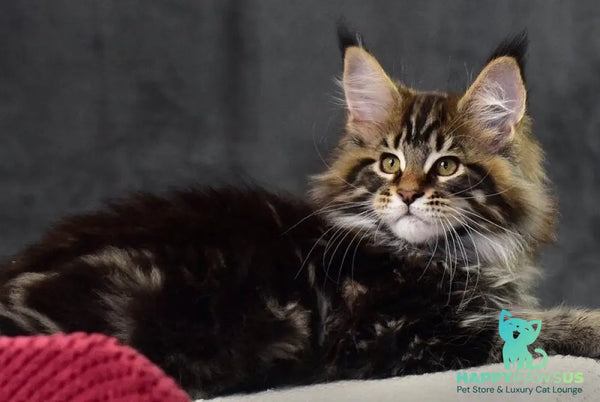 Caesar Maine Coon male black tabby - live animals