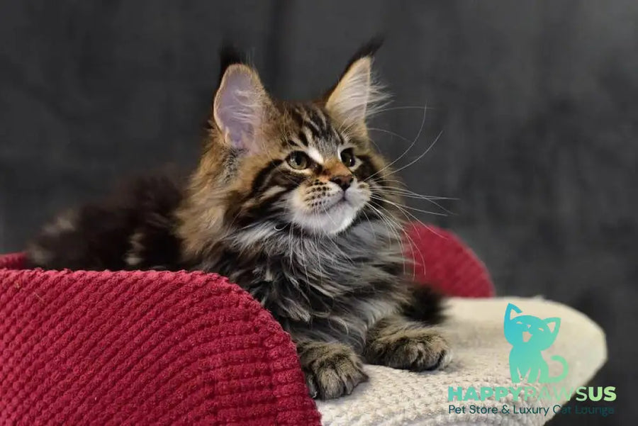 Caesar Maine Coon male black tabby - live animals