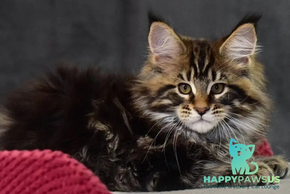 Caesar Maine Coon male black tabby - live animals