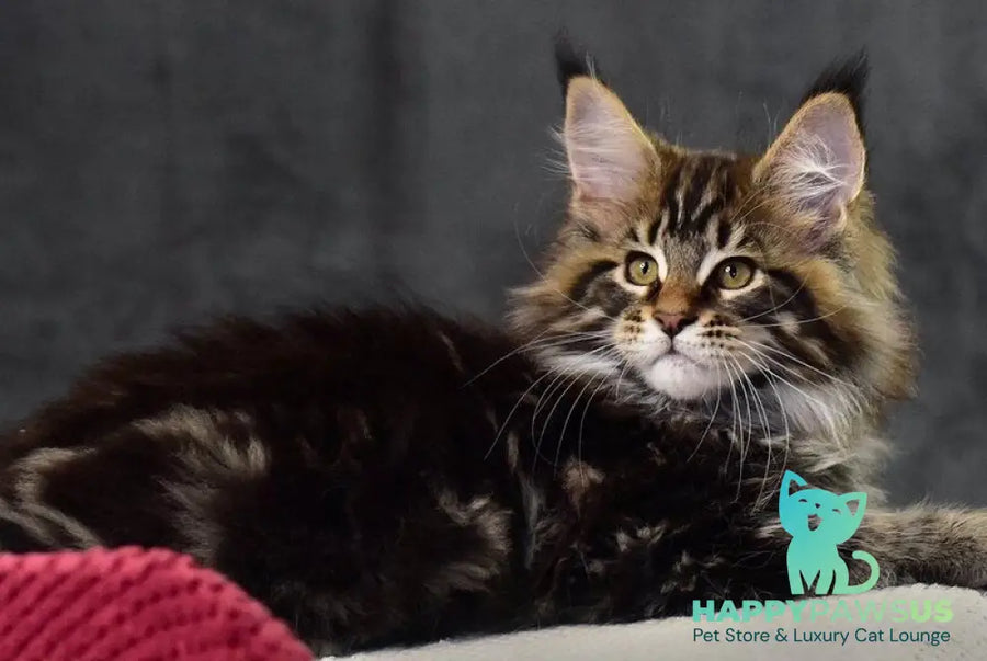 Caesar Maine Coon male black tabby - live animals
