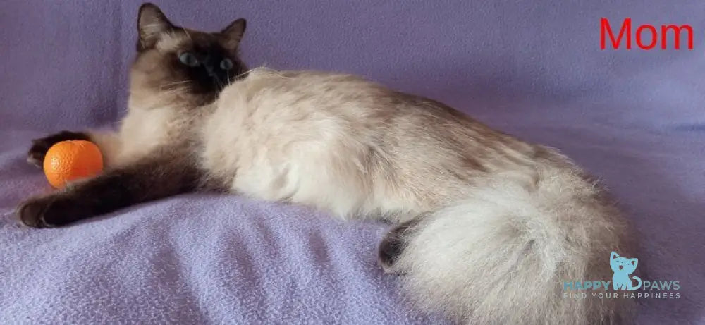 Caesar Neva Masquerade male blue tabby live animals