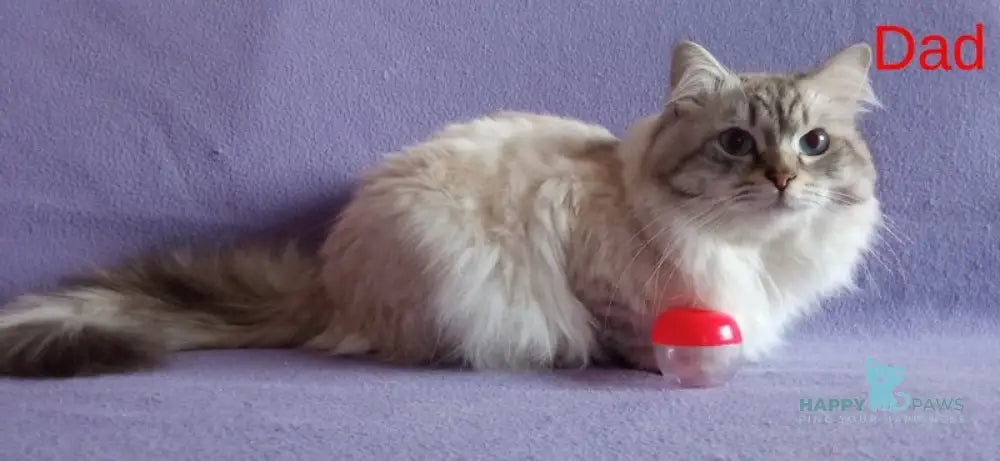 Caesar Neva Masquerade male blue tabby live animals