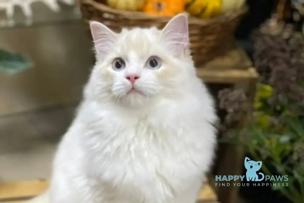 Caesar Ragdoll male cream bicolour live animals