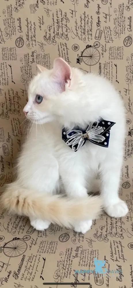 Caesar Ragdoll male cream bicolour live animals