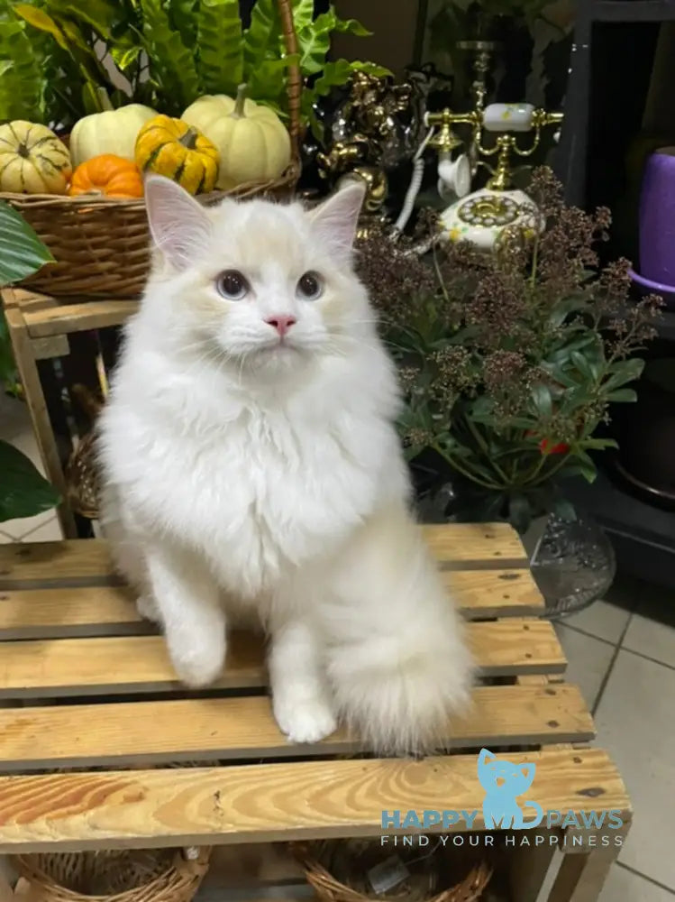 Caesar Ragdoll male cream bicolour live animals