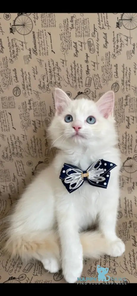 Caesar Ragdoll male cream bicolour live animals