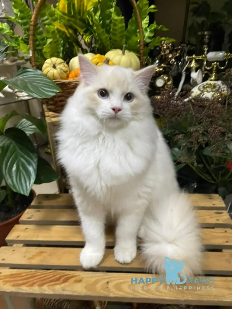 Caesar Ragdoll male cream bicolour live animals