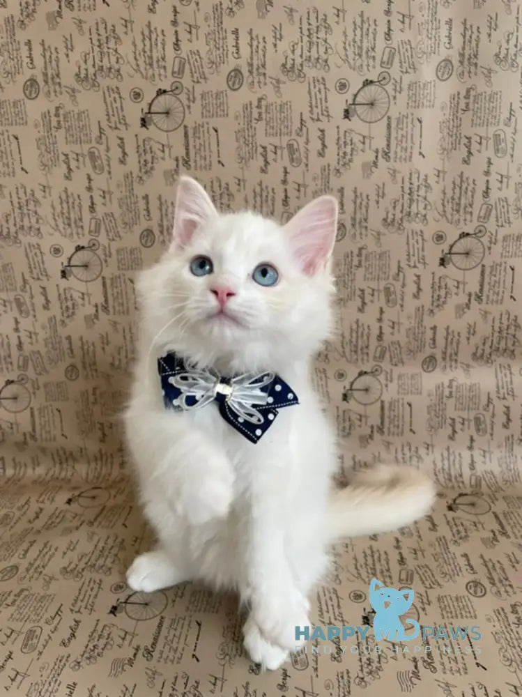 Caesar Ragdoll male cream bicolour live animals