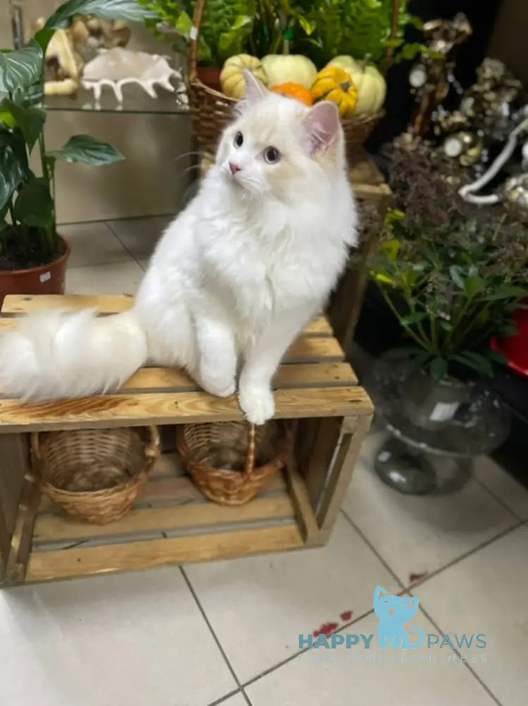 Caesar Ragdoll male cream bicolour live animals