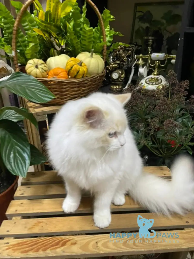Caesar Ragdoll male cream bicolour live animals