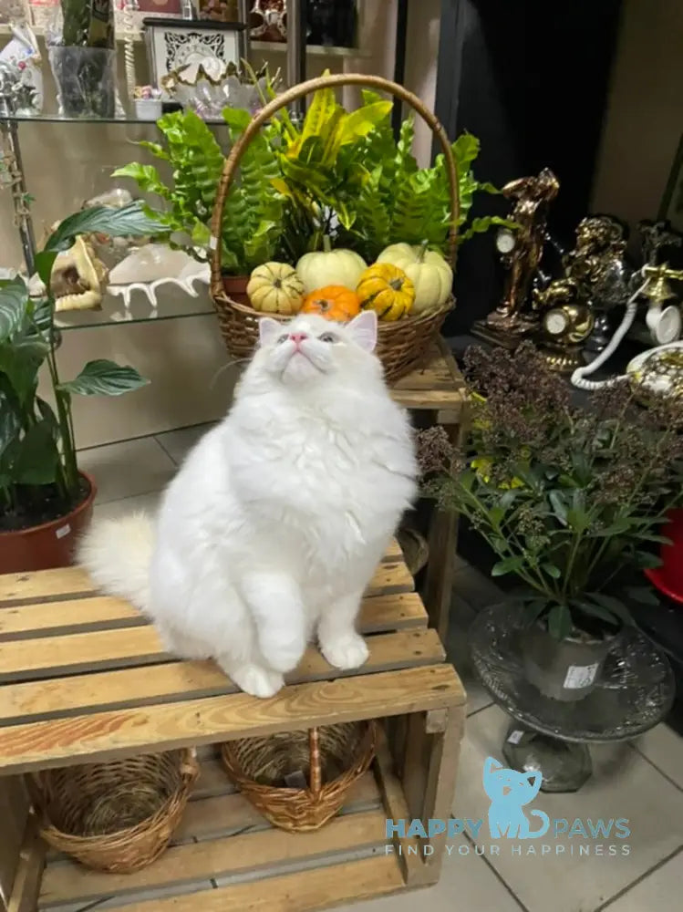 Caesar Ragdoll male cream bicolour live animals
