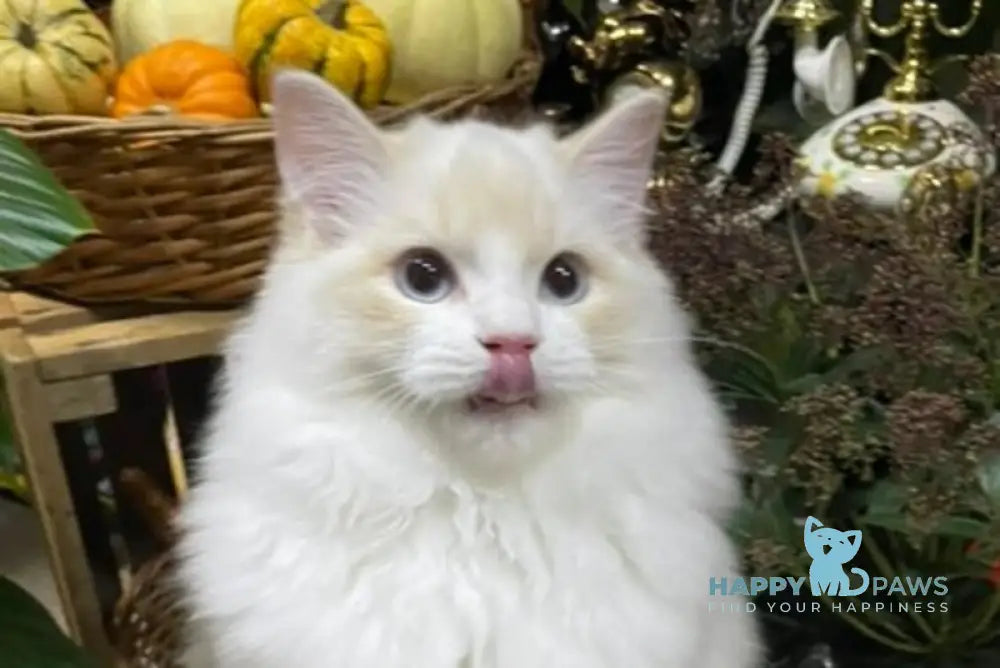Caesar Ragdoll male cream bicolour live animals