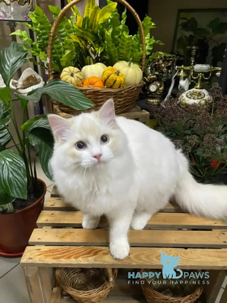 Caesar Ragdoll male cream bicolour live animals