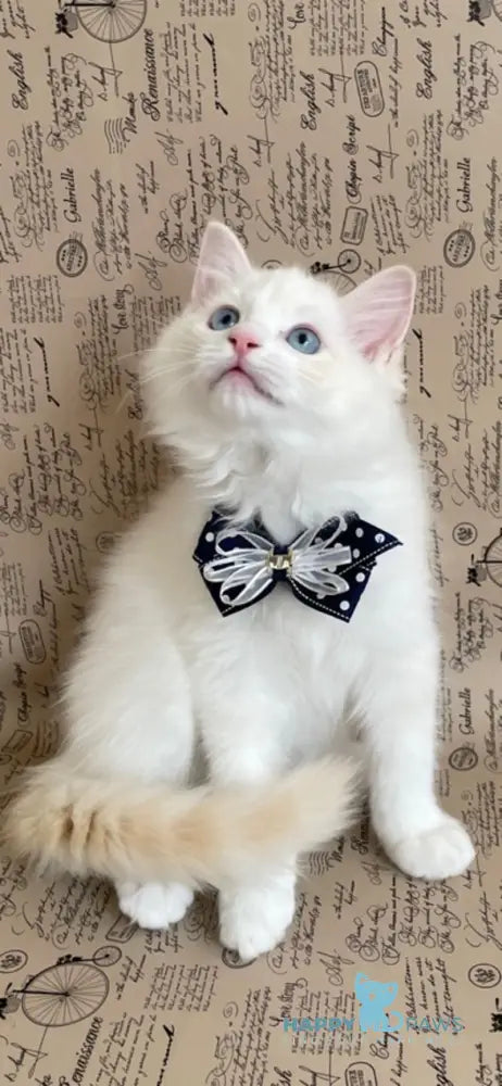 Caesar Ragdoll male cream bicolour live animals