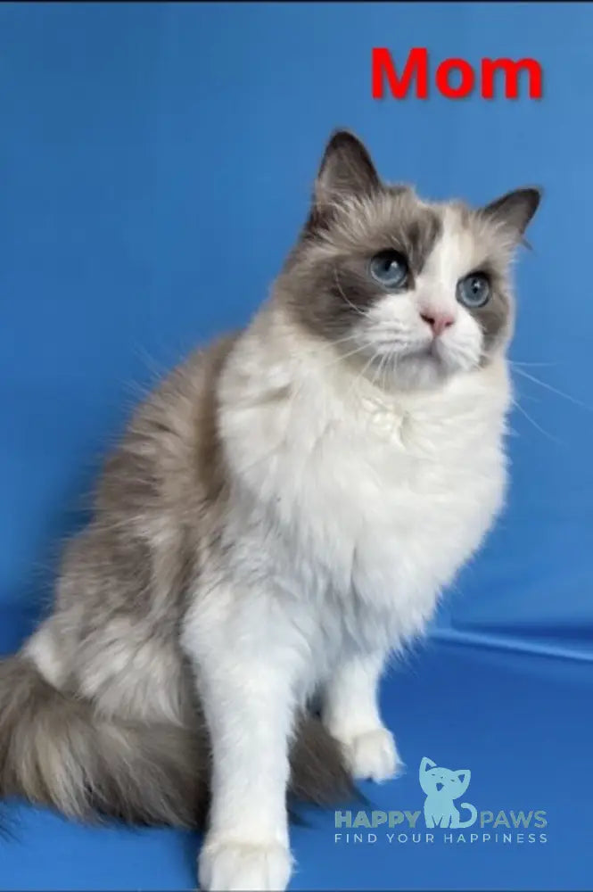 Caesar Ragdoll male cream bicolour live animals