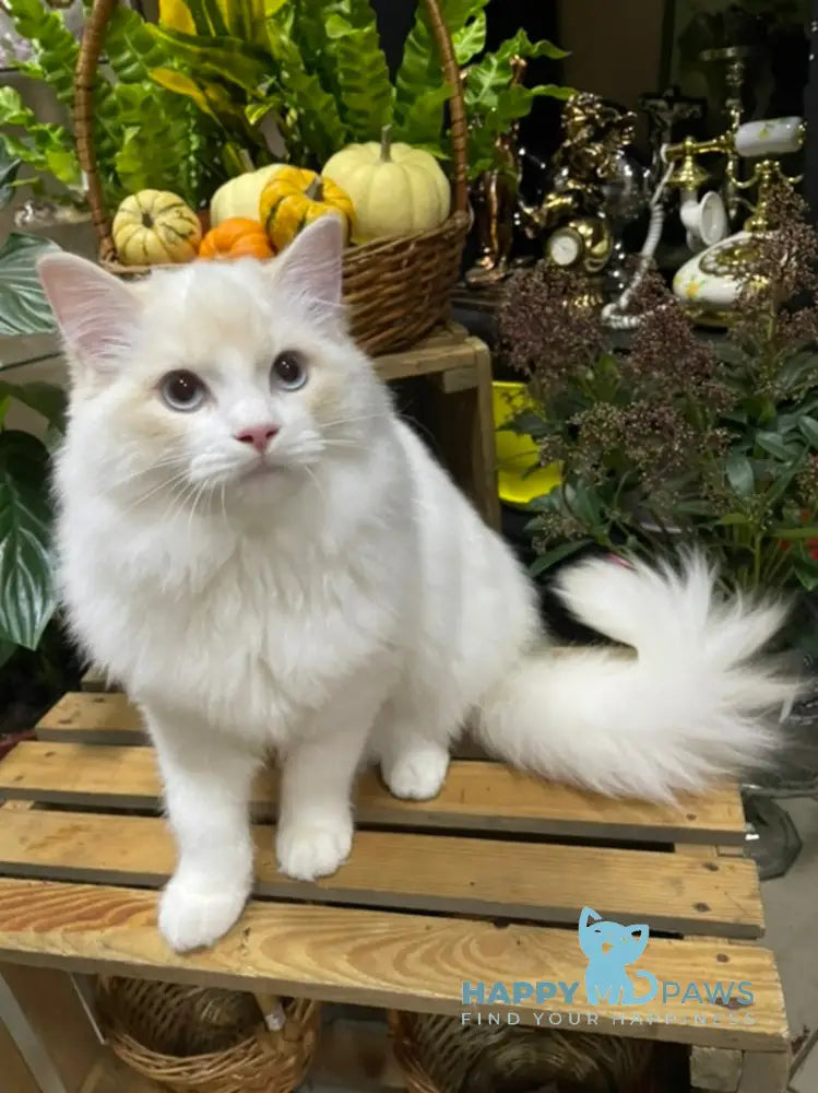 Caesar Ragdoll male cream bicolour live animals