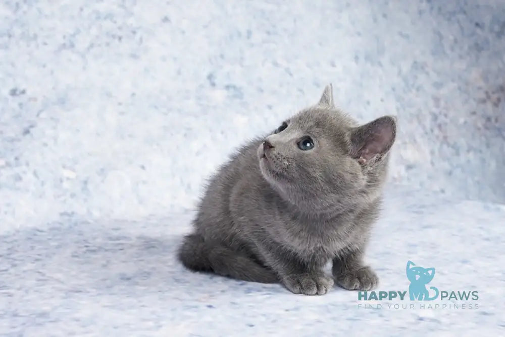 Caesar Russian Blue male blue live animals