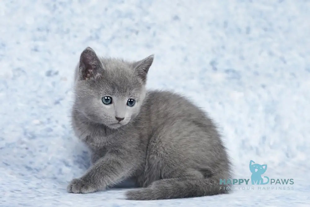 Caesar Russian Blue male blue live animals