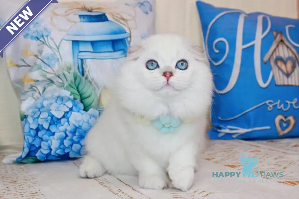 Caesar Scottish Fold male black silver shaded pointed live animals