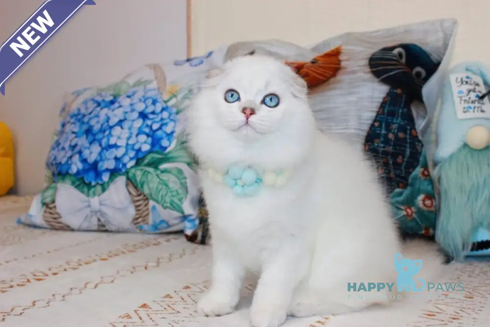Caesar Scottish Fold male black silver shaded pointed live animals