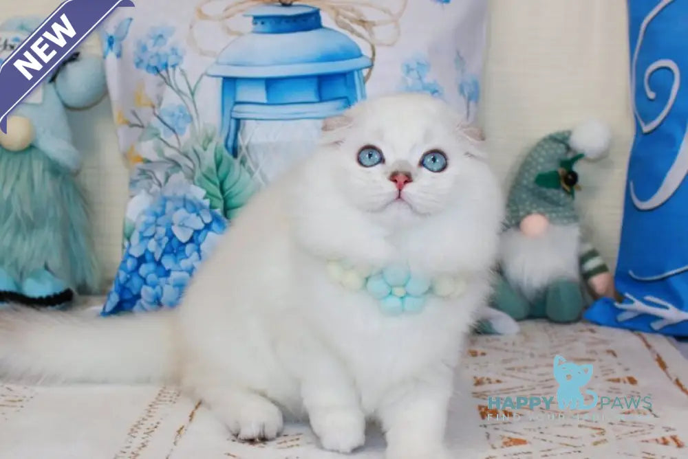 Caesar Scottish Fold male black silver shaded pointed live animals