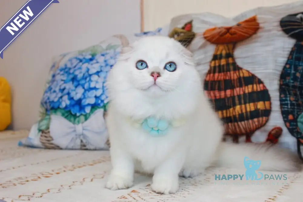 Caesar Scottish Fold male black silver shaded pointed live animals