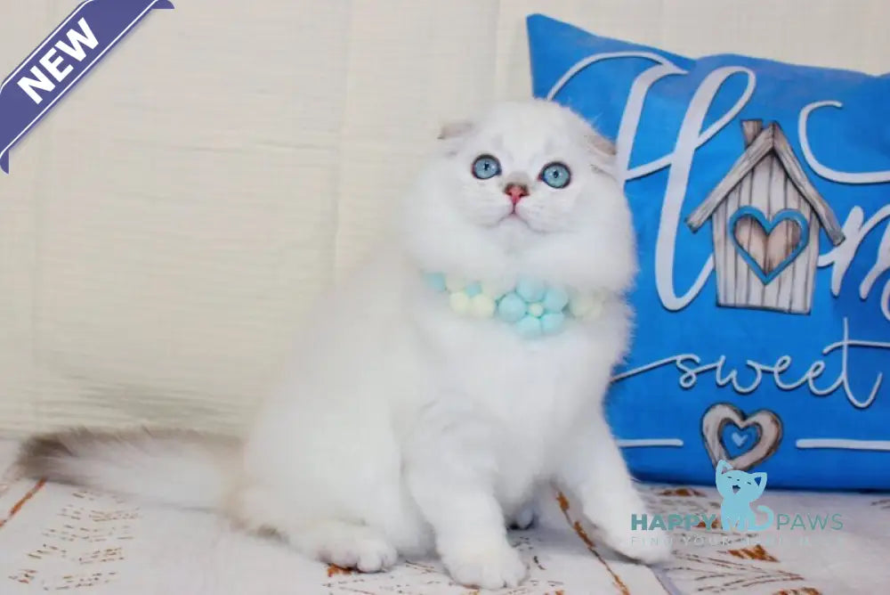 Caesar Scottish Fold male black silver shaded pointed live animals