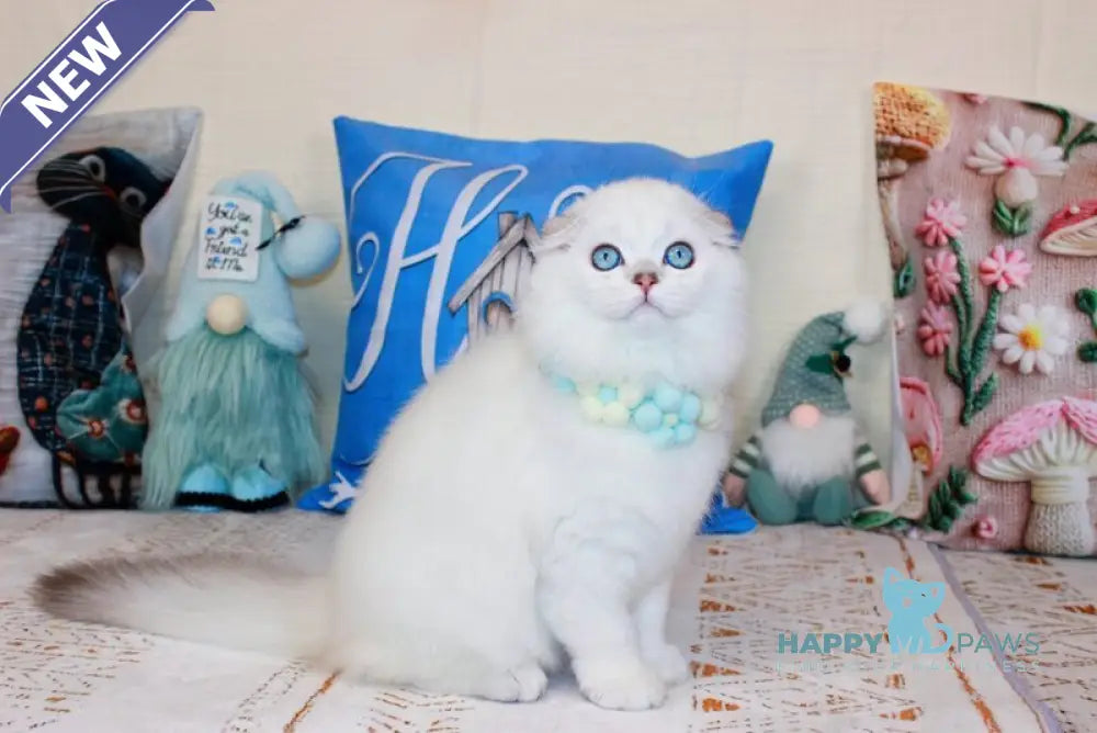 Caesar Scottish Fold male black silver shaded pointed live animals