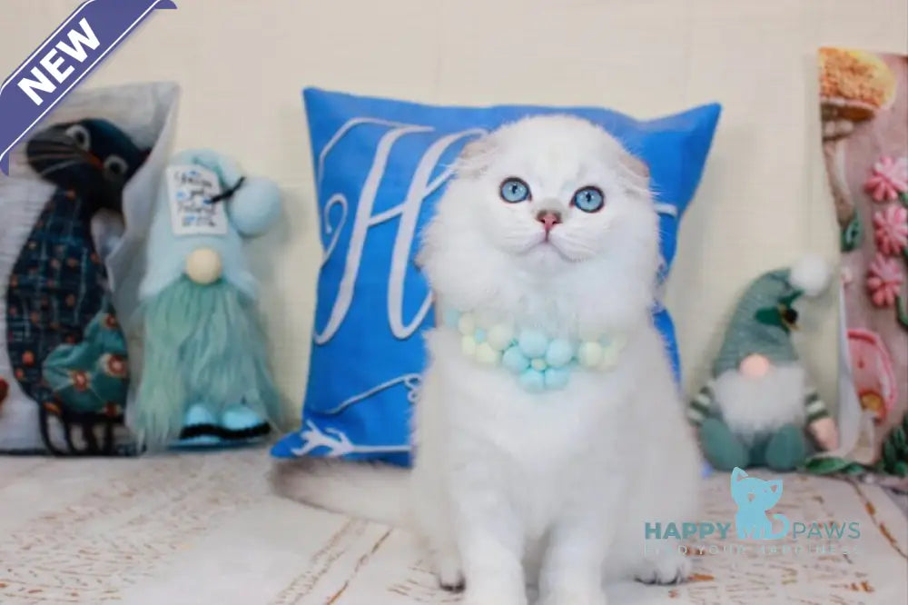 Caesar Scottish Fold male black silver shaded pointed live animals