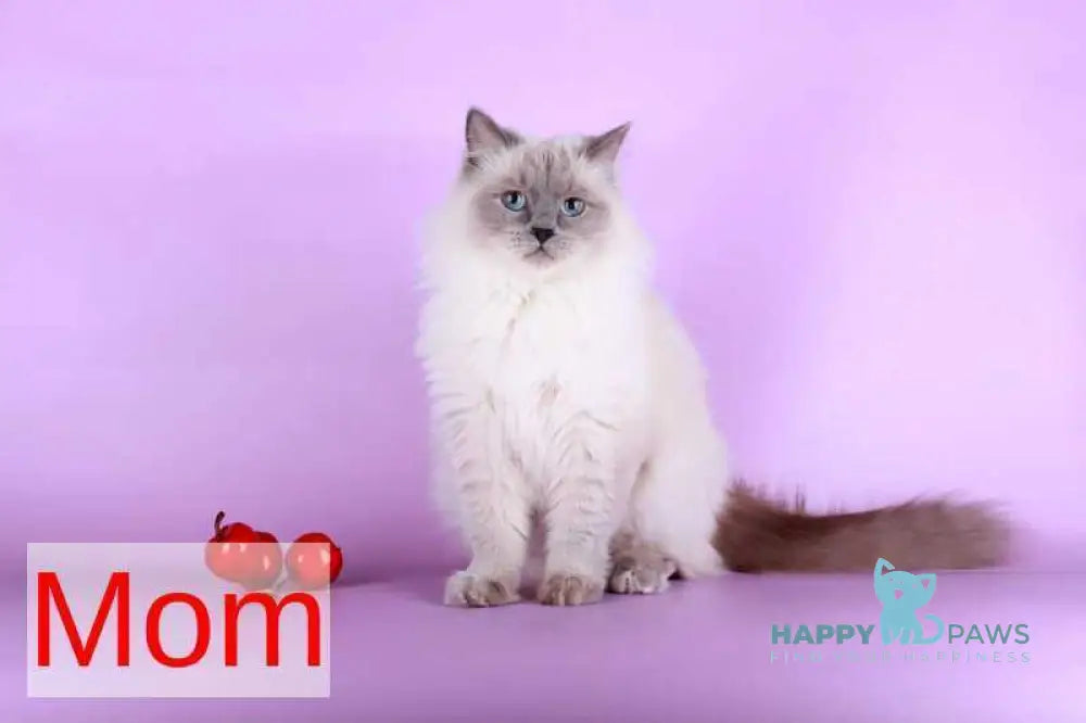 Caesar Siberian male blue with white tabby pointed live animals