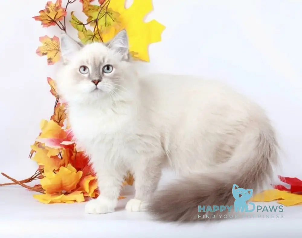 Caesar Siberian male blue with white tabby pointed live animals