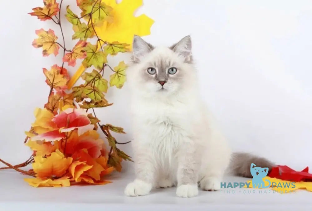 Caesar Siberian male blue with white tabby pointed live animals