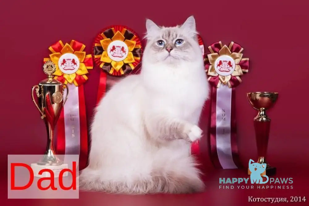 Caesar Siberian male blue with white tabby pointed live animals