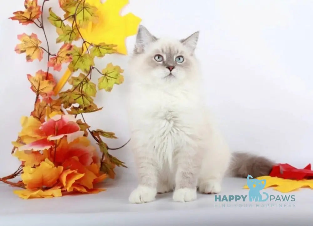 Caesar Siberian male blue with white tabby pointed live animals