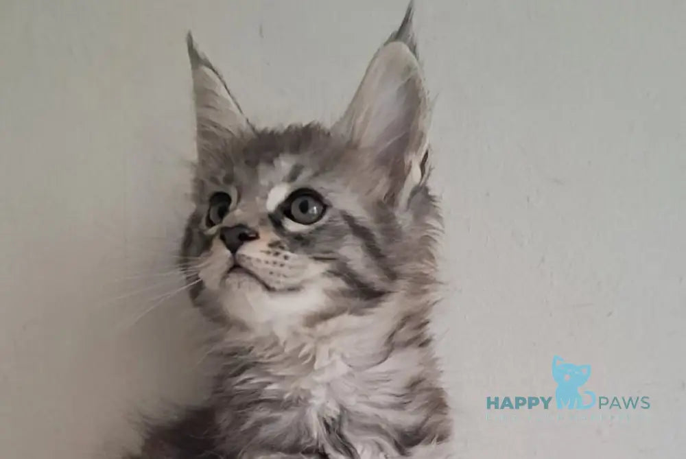 Cai Maine Coon male black silver spotted tabby live animals