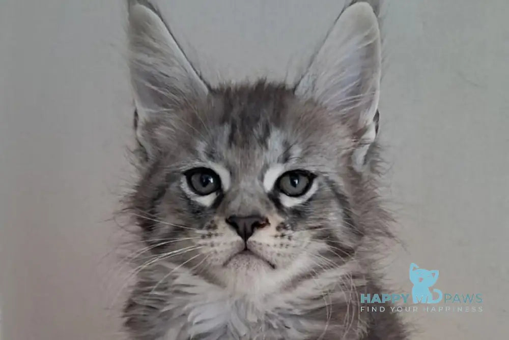 Cai Maine Coon male black silver spotted tabby live animals