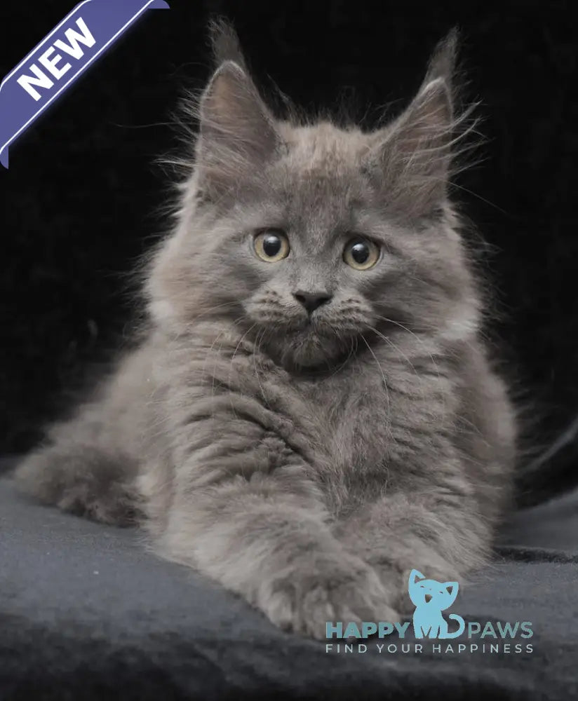 Cairo Maine Coon male blue live animals