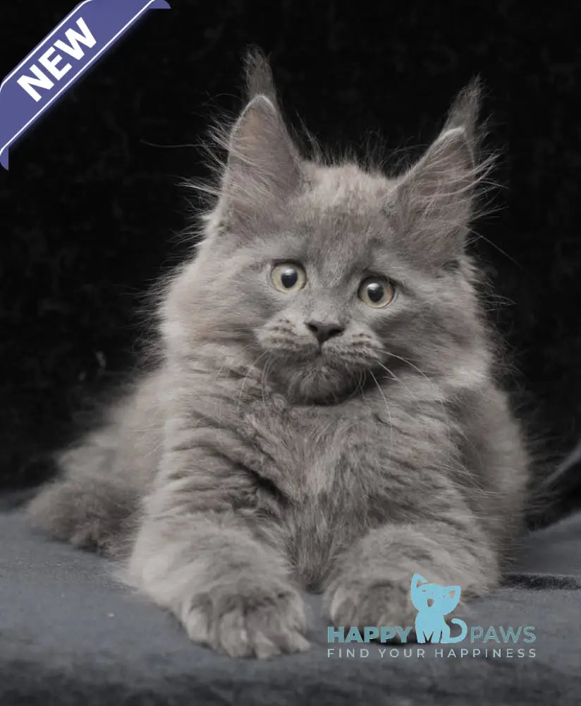 Cairo Maine Coon male blue live animals