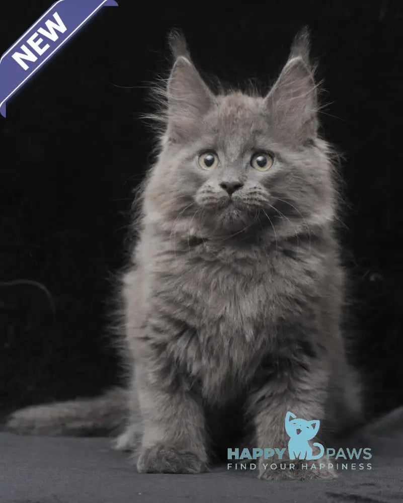 Cairo Maine Coon male blue live animals