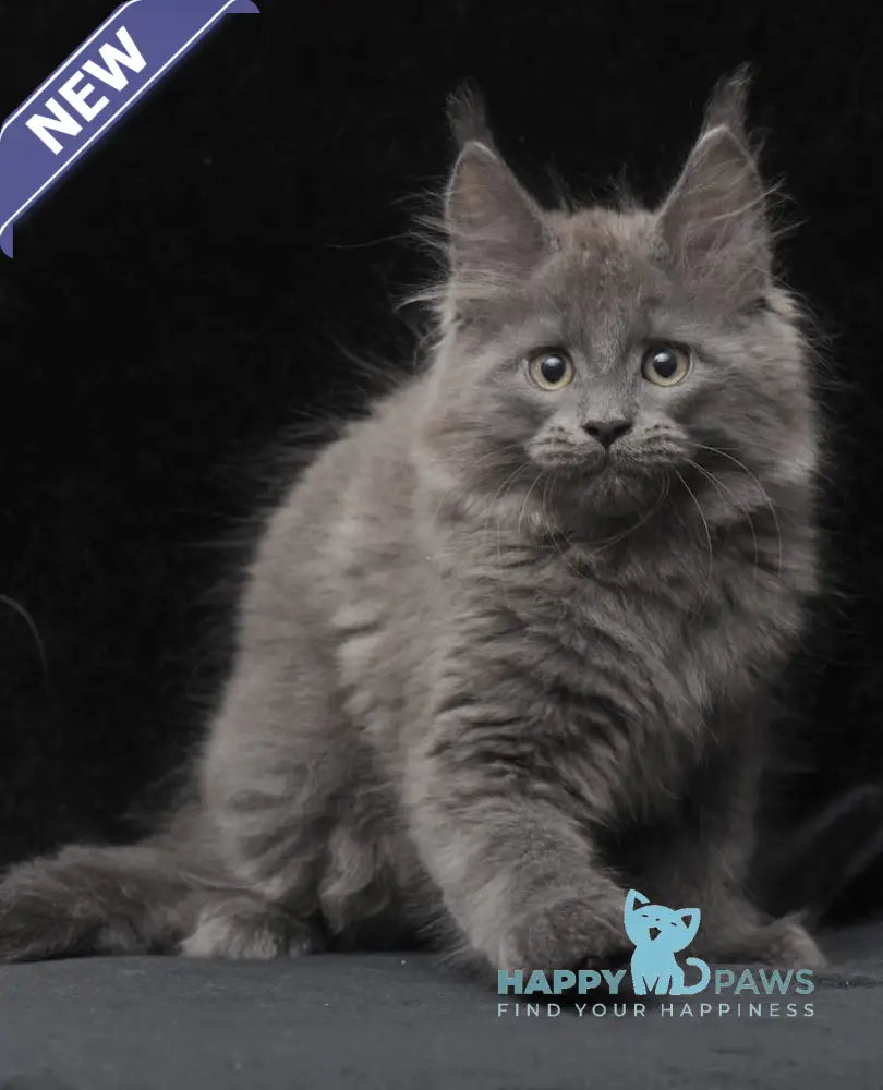 Cairo Maine Coon male blue live animals