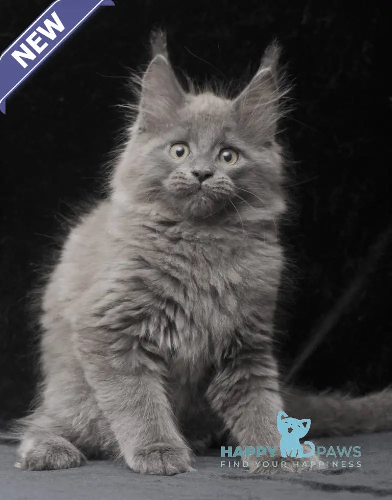 Cairo Maine Coon male blue live animals