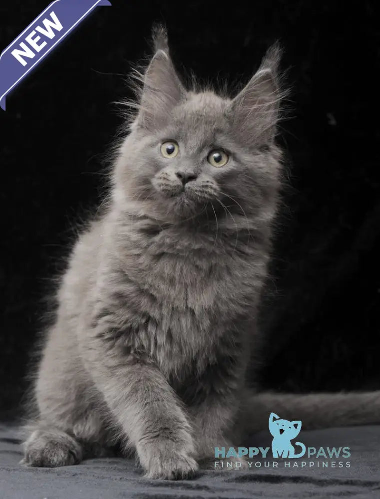 Cairo Maine Coon male blue live animals