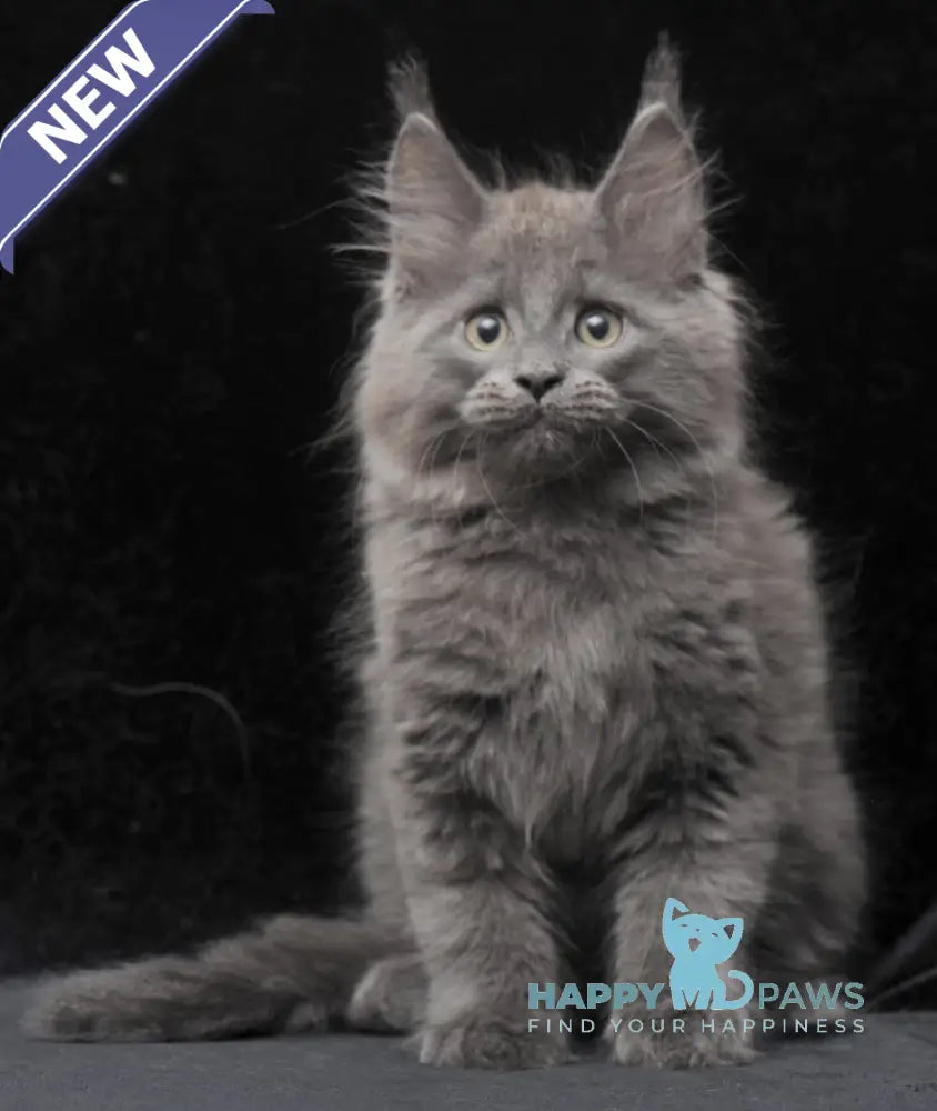 Cairo Maine Coon male blue live animals