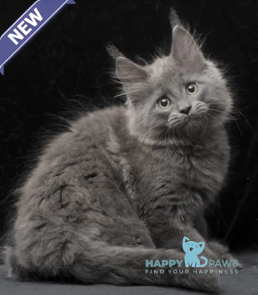Cairo Maine Coon male blue live animals