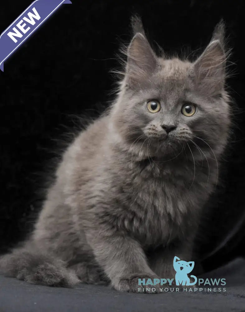 Cairo Maine Coon male blue live animals