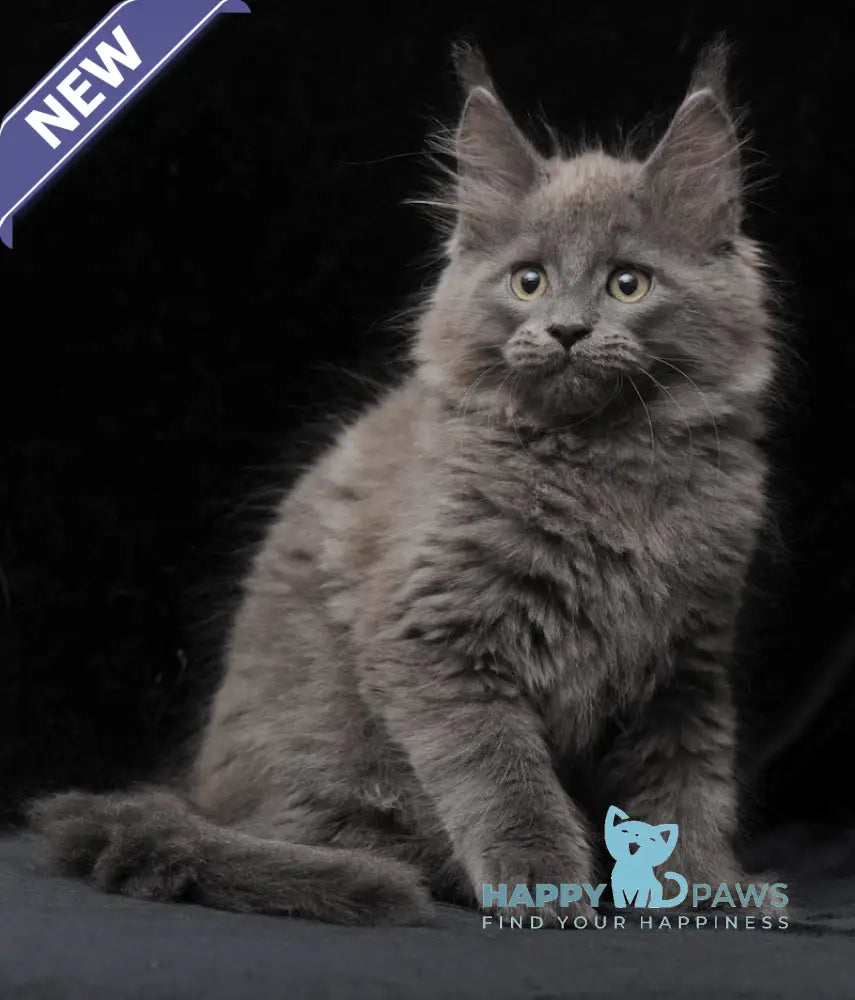 Cairo Maine Coon male blue live animals
