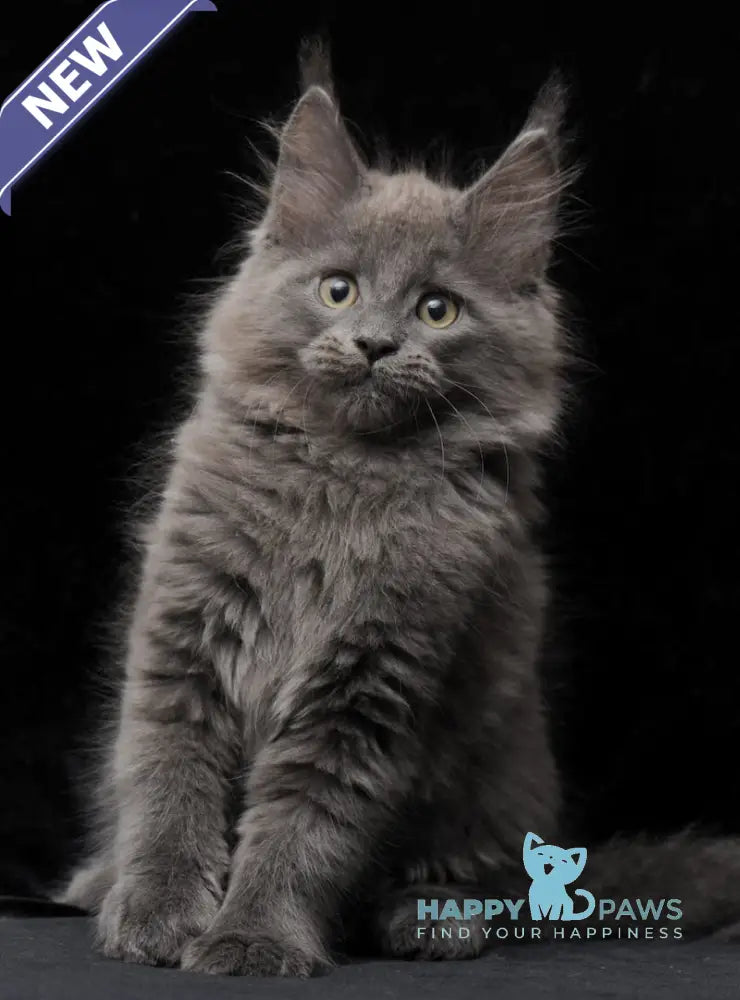 Cairo Maine Coon male blue live animals
