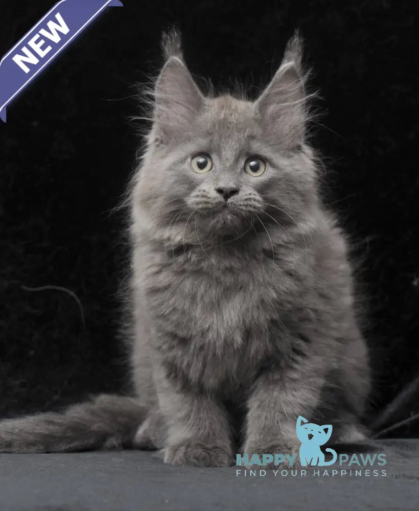 Cairo Maine Coon male blue live animals